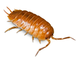 Tropical Orange isopods