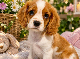 CHOCOLATE CARRIER CAVALIER PUPPY