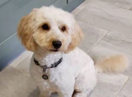 Cavapoo 10 months old.
