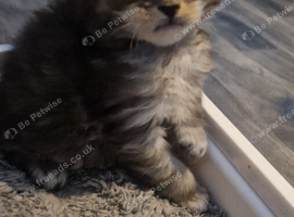 Stunning mainecoon kittens for sale