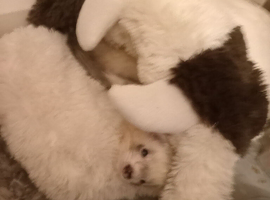Semi Angora female mate with Socks