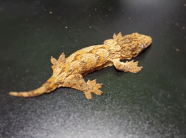 Orange base high colour Rhacodactylus leachianus Unsexed baby