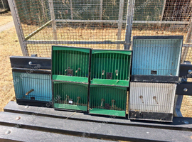 Show cages for finches, budgies or canaries