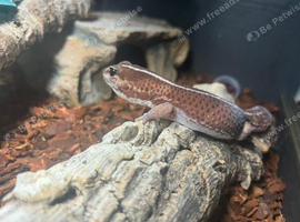 Beautiful CB25 male African fat tail het oreo