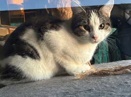 10 month old White/Tabby girl