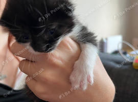 Kittens