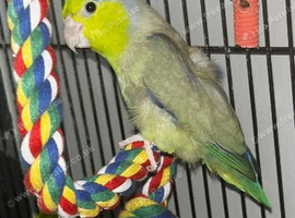 Male parrotlet, lovely little bird with cage