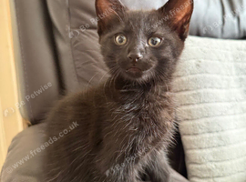 Mix breed/half maincoon kittens