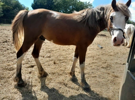 He will make the perfect show pony very sad sale
