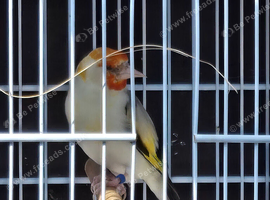 Siberian Goldfinch muling pair