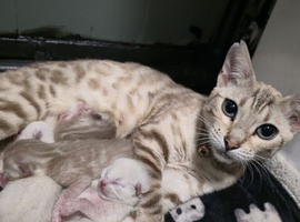 Bengal cross ragdoll kittens