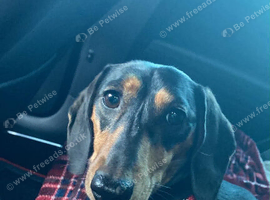 Mini dachshund