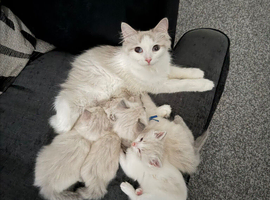 Blue lynx and bi-colour babies