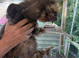 Silkie rooster