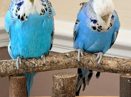 Proven pair of English Budgies