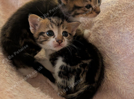 Kittens