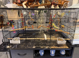 4 budgies