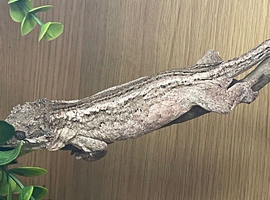 Proven breeder female Gargoyle gecko