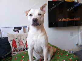 3 year old dog