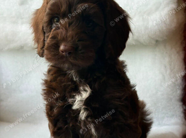 Gorgeous Cockapoo puppies