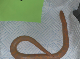 Kenyan sand boas SALE !!!