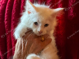 3 maine Coon kittens for sale