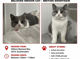 Missing Grey and white British shorthair