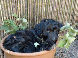 1 gorgeous bordoodle girl left ready to go