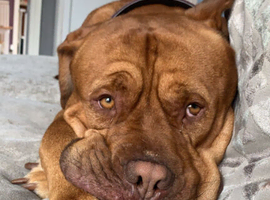 Reggie - 2 y/o