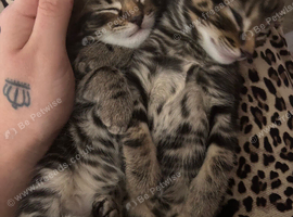 3 beautiful Kittens