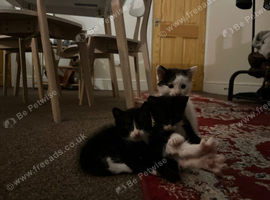 My babies need a forever home