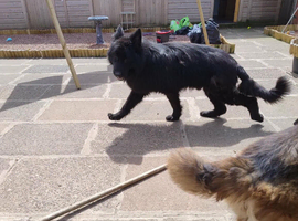Male german Shepherd
