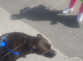 Rottweiler cross with staffy