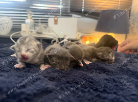 Mainecoon cross kittens
