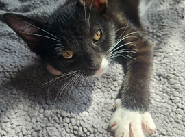 Tom & jerry 12 week old kittens