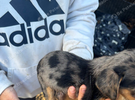 Jack Russell litter