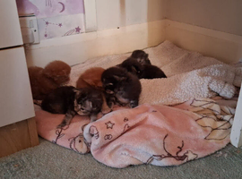 Main coon kittens