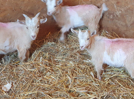 Lovely Goats