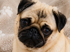 Pug Pedigree Girl Pup