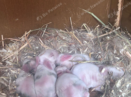 Mini Lop bunnies