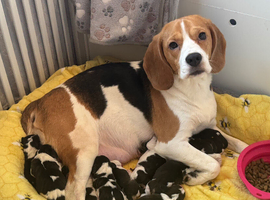 11 Beagle puppies