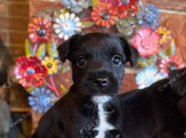 Beautiful Terrier Mix Puppies &ndash; Family Bred & Raised