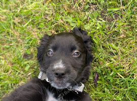 Show Cocker x Collie