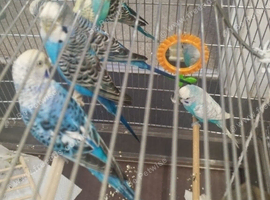 For sale