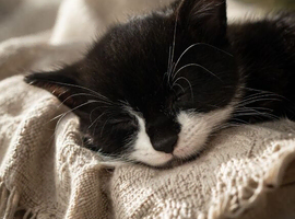 Kitten Looking for a Loving Home