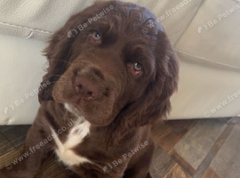Sussex spaniel male puppy