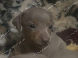 Isabella and tan Dachshund puppies ready November 14th