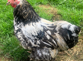 Pekin Cockerel chicken