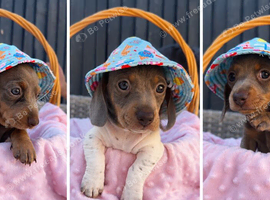 5 KC Miniature Dachshunds