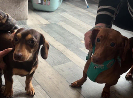 Pocket-sized miniature dachshund puppies